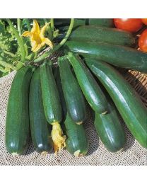 Courgette Zucchini