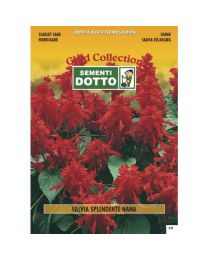 Dwarf Scarlet Sage (Salvia Splendens) - Gold Seeds By Sementi Dotto 0.23gr