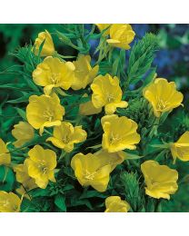 EVENING PRIMROSE Or OENOTHERA (O. Missouriensis) P