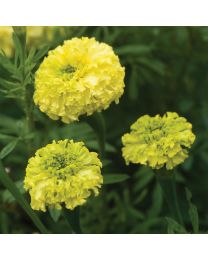MARIGOLD African Key Lime